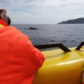 Petit rorqual